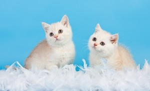 Затушеванный камео окрас британских кошек. Фото окрас камео британских кошек, котов, котят. Затушеванный камео окрас: стандарт окраса.  